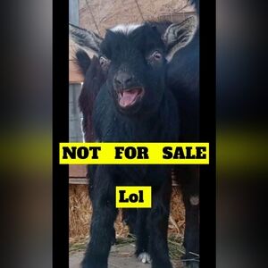 Apt. 9 (petite large) floral sleeveless dress